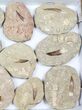 Flat: Real Fossil Plesiosaur Teeth In Matrix - Pieces #98229-2